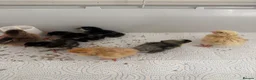 Mixed Breed poultry for sale: Day old chicks mixed breeds  in Goole - Advert 3