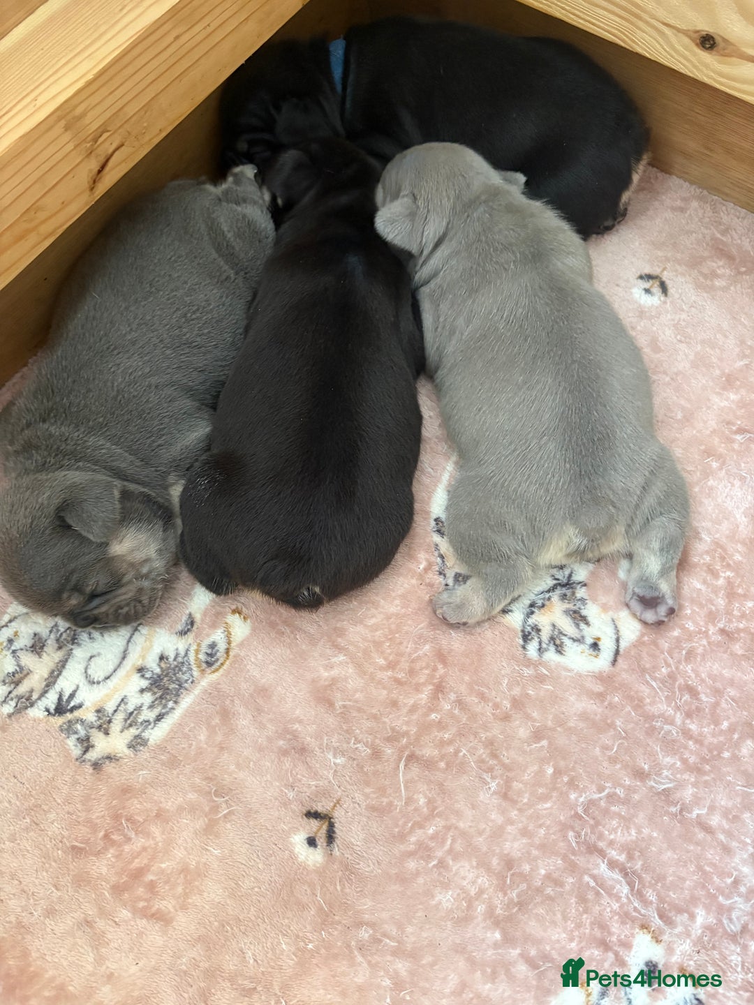 French Bulldog dogs for sale: Beautiful litter of French bulldog pups DWKC  - Advert 3