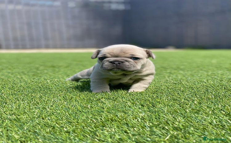 French Bulldog dogs - Advert 15