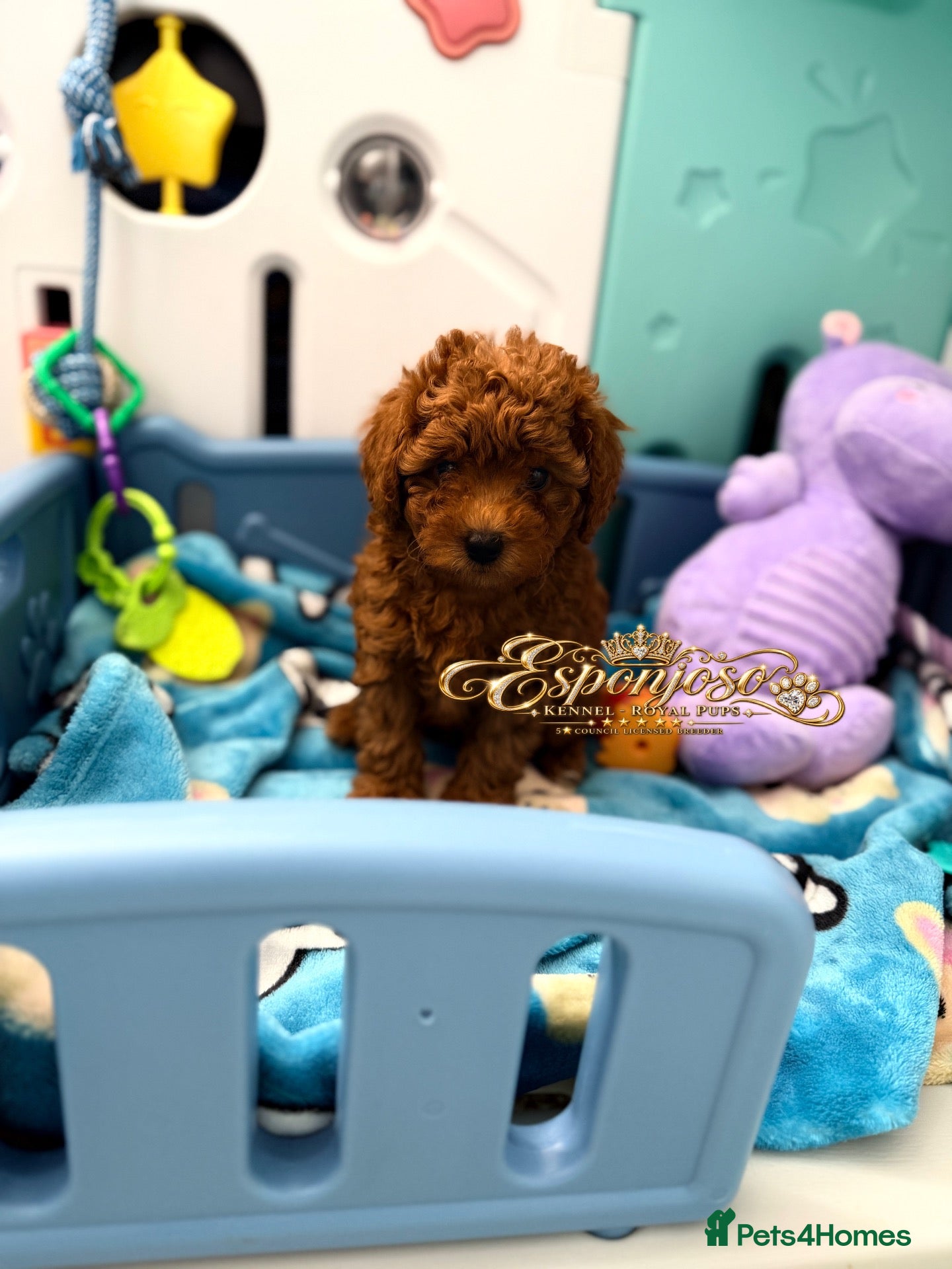 Toy Poodle dogs 👑 LAST GIRL 👑 5⭐ Licensed ESPONJOSO Toy Poodle👑 - Advert 5