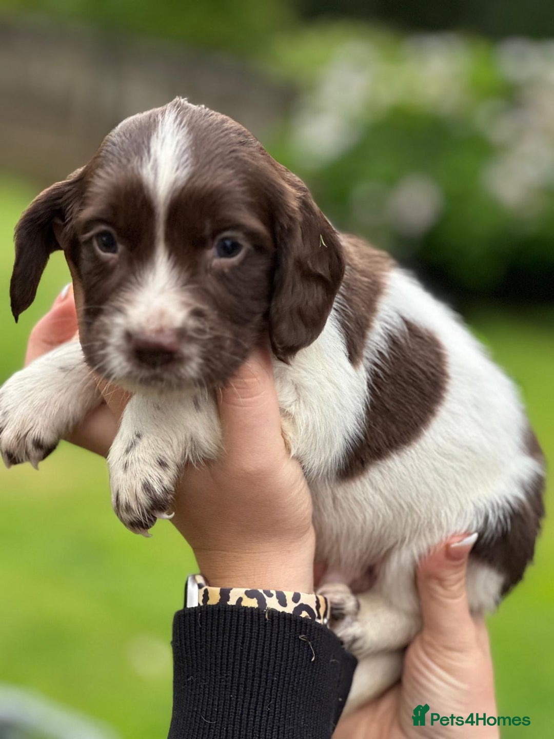 English Springer Spaniel dogs for sale: 2025 FTCH ROSEBAY BLUE,WELL MARKED LITTER ESS PUPS - Image 20