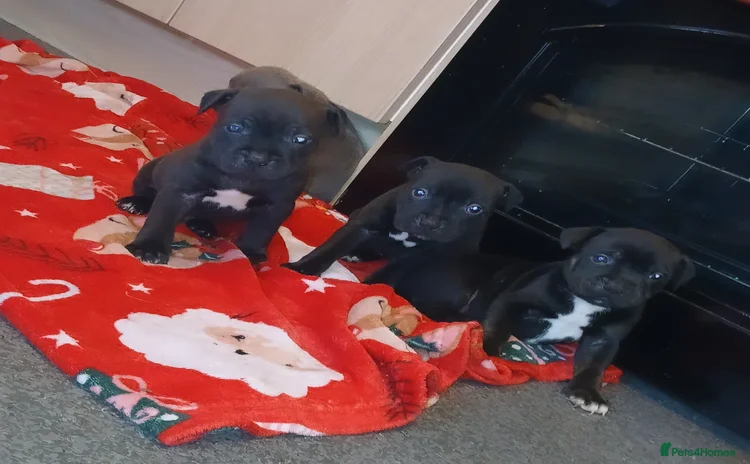 Staffordshire Bull Terrier dogs - Advert 1