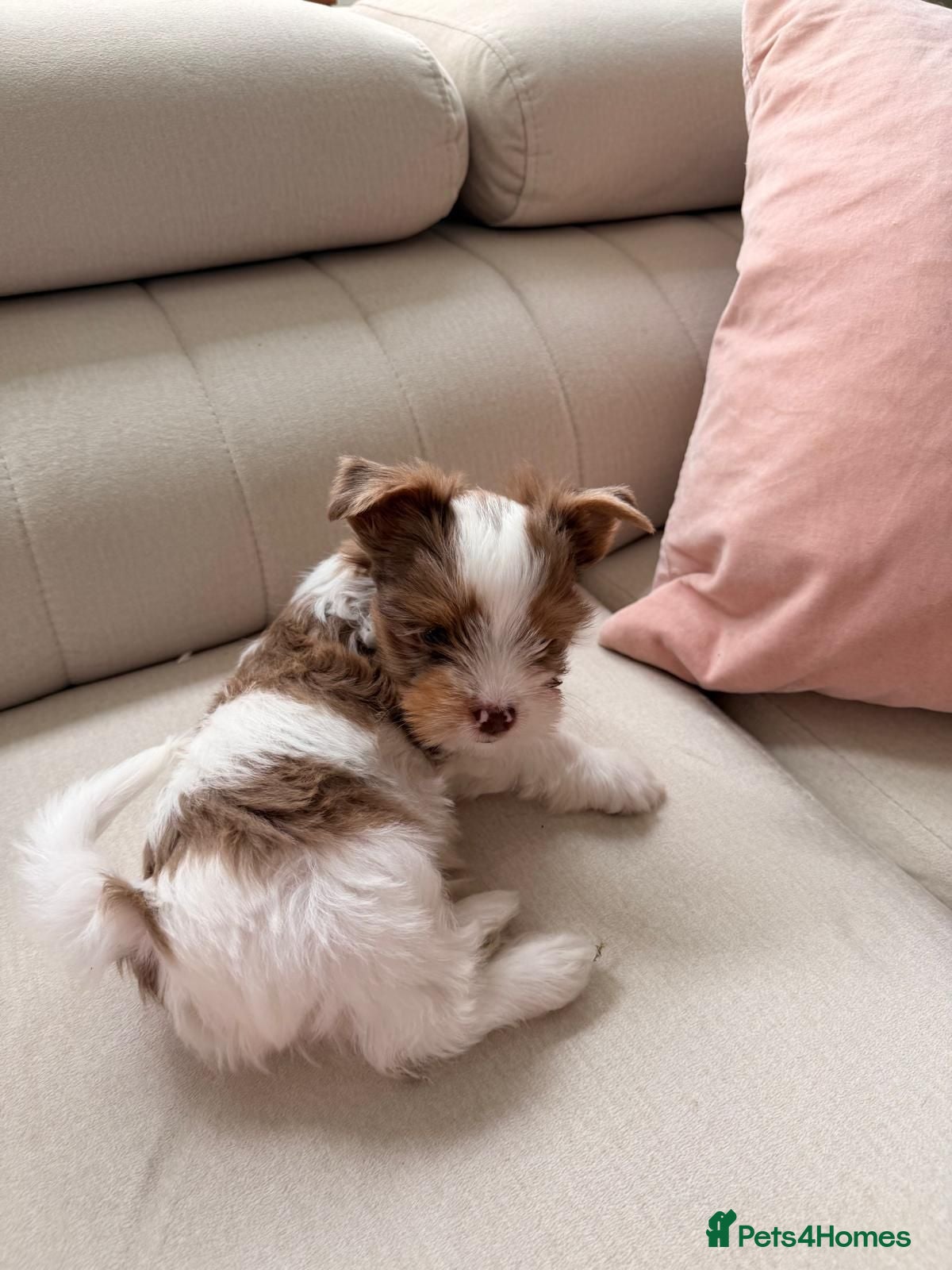 Yorkshire Terrier dogs Quality Rare Biewer Yorkie puppies\DNA\Pedigree  - Advert 2