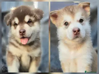 Alaskan Malamute dogs 2 Remaining Stunning Alaskan Malamute Puppies - Advert 2