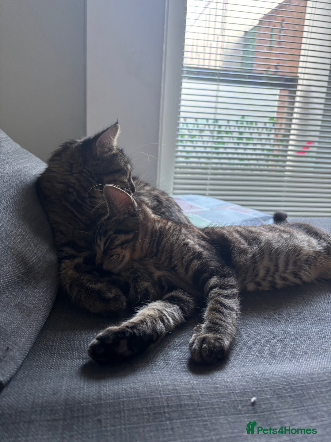 Mixed Breed cats for sale: Mum and son cat for sale ASAP - Image 2