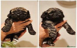 Cockapoo dogs for sale: F2 Cockapoo Puppies – Ready mid-late December - Image 1
