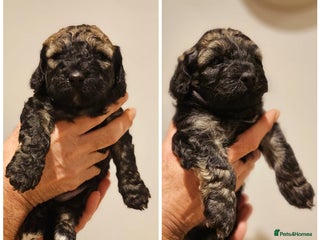 Cockapoo dogs - Advert 3