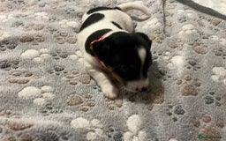 Jack Russell dogs for sale: Jack Russell Puppies for Sale  - Image 10