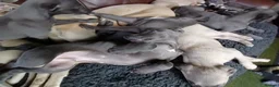 Whippet dogs for sale: High Quality Whippet pups Crufts - Advert 30