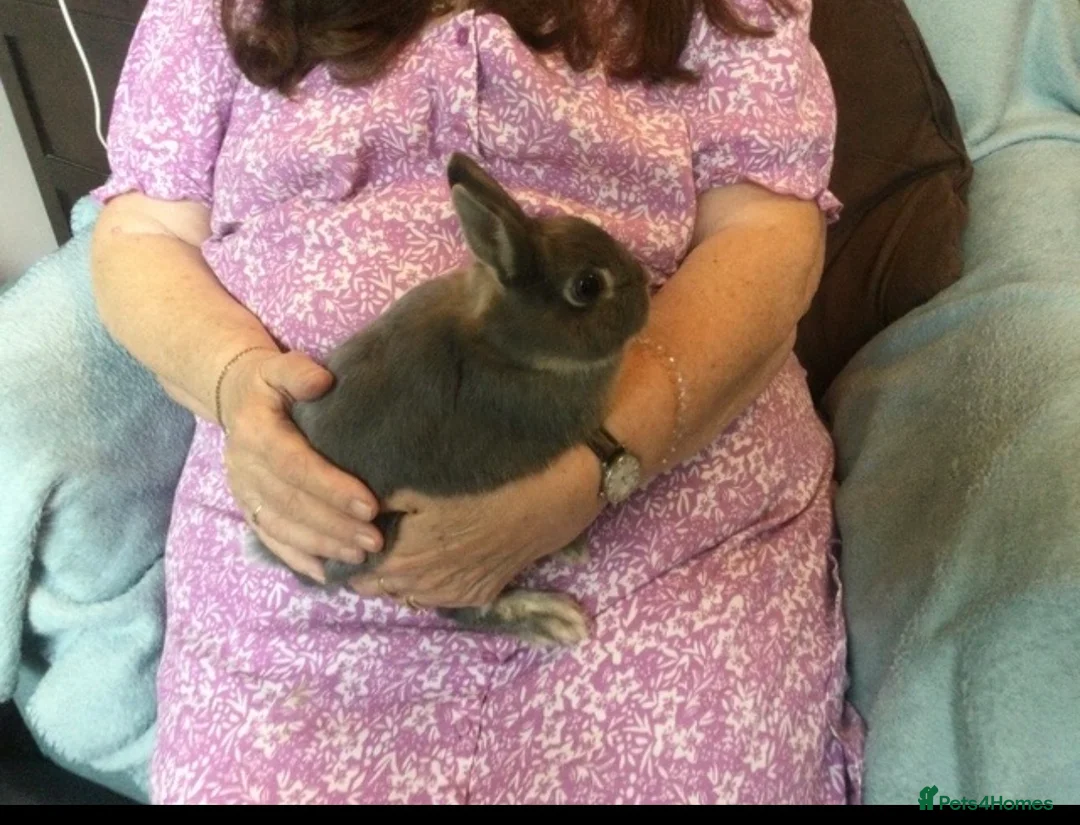 Netherland Dwarf rabbits for sale: Netherland Dwarf Rabbits in London - Advert 2