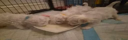 Bichon Frise dogs for sale: GORGEOUS BICHON FRISE - 🩷 3 girls  - Advert 6