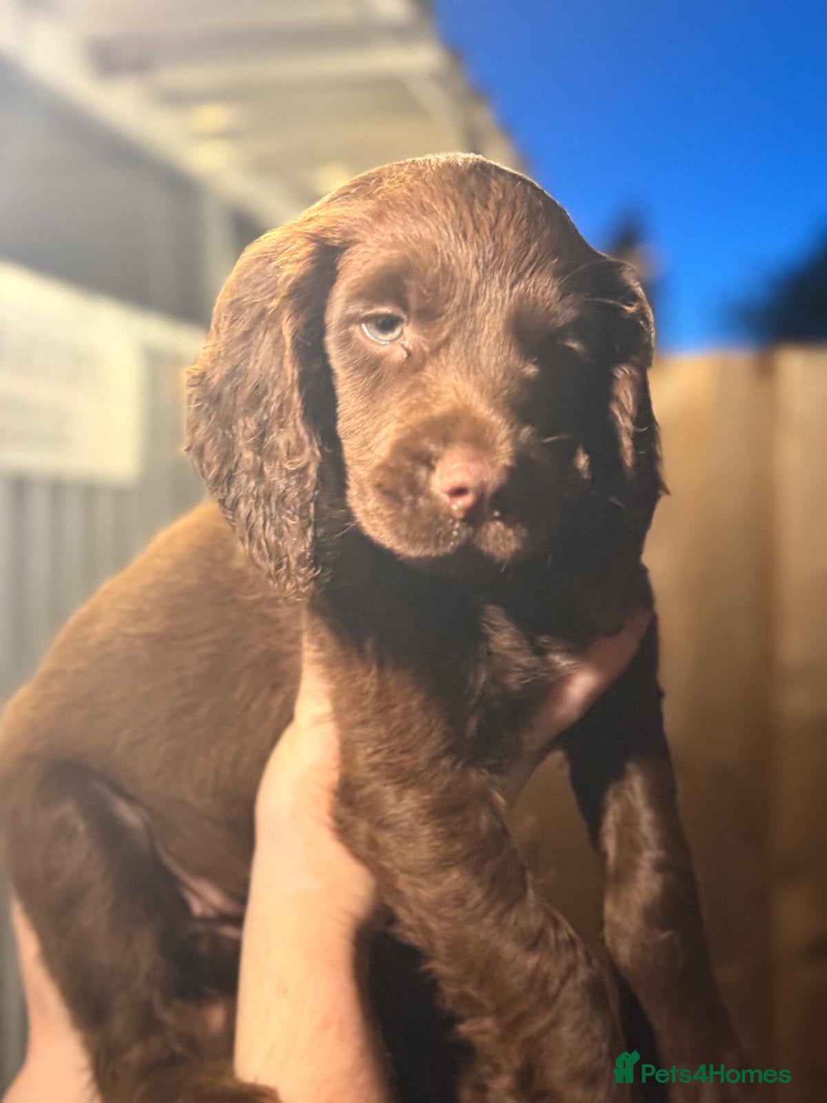 Sprocker dogs Beautiful Sprocker Pups..  - Advert 1