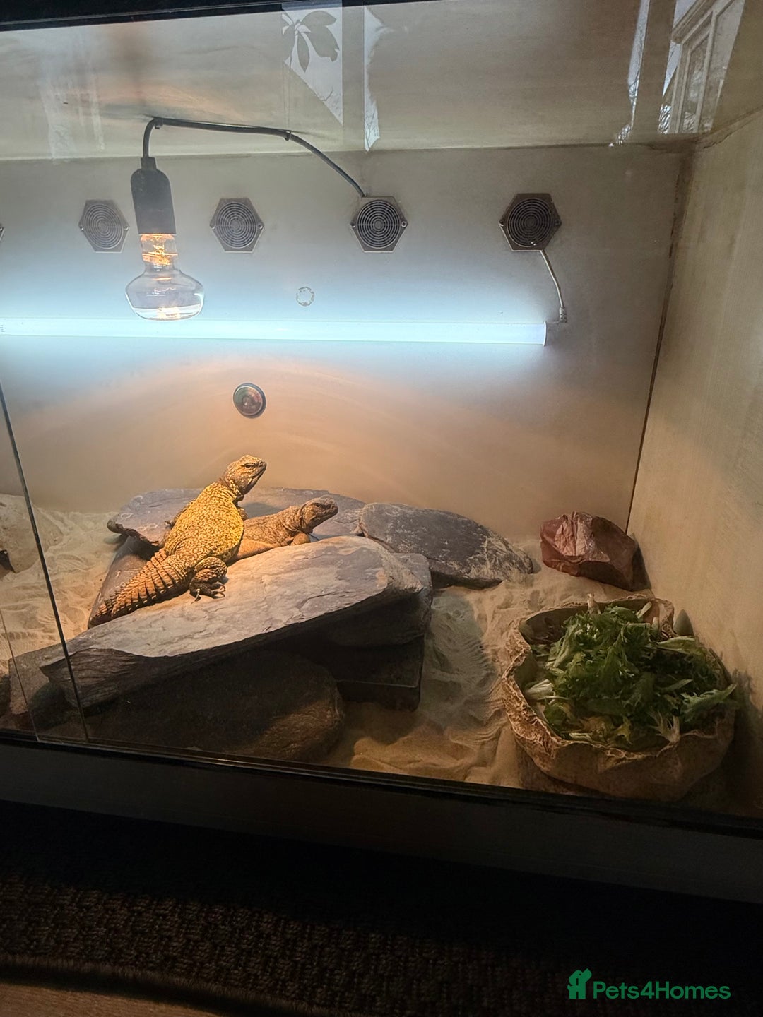 Lizard reptiles for sale: Pair of Moroccan Uromastyx (U.Acanthinuras) - Advert 3