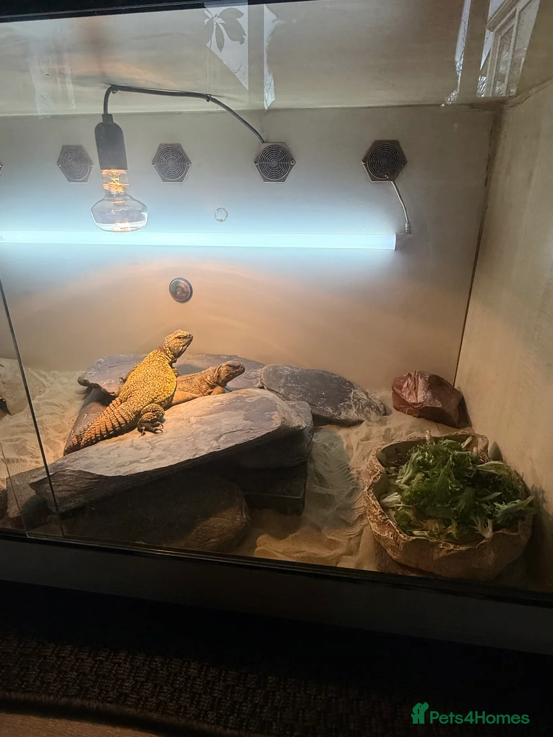 Lizard reptiles for sale: Pair of Moroccan Uromastyx (U.Acanthinuras) - Advert 3