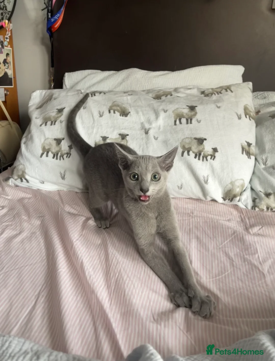 Russian Blue cats for sale: Beautiful Pedigree Russian Blue - Advert 2