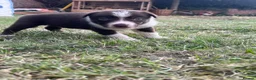 Border Collie dogs for sale: Border Collie Puppies Merles & Red and Whites - Advert 4
