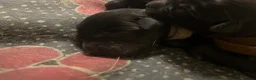 Mixed Breed dogs for sale: Rottweiler X Lab puppies  - Advert 30