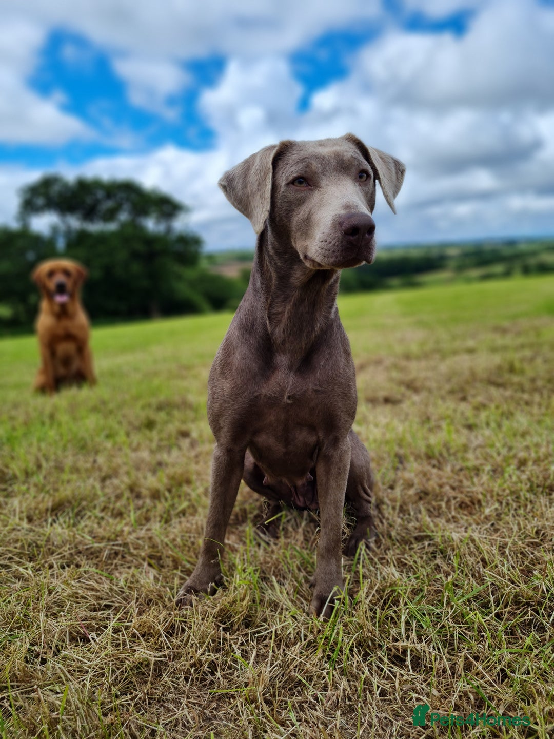 Labrador Retriever dogs for sale: Lovable, Quality KC black labradors  - Image 9