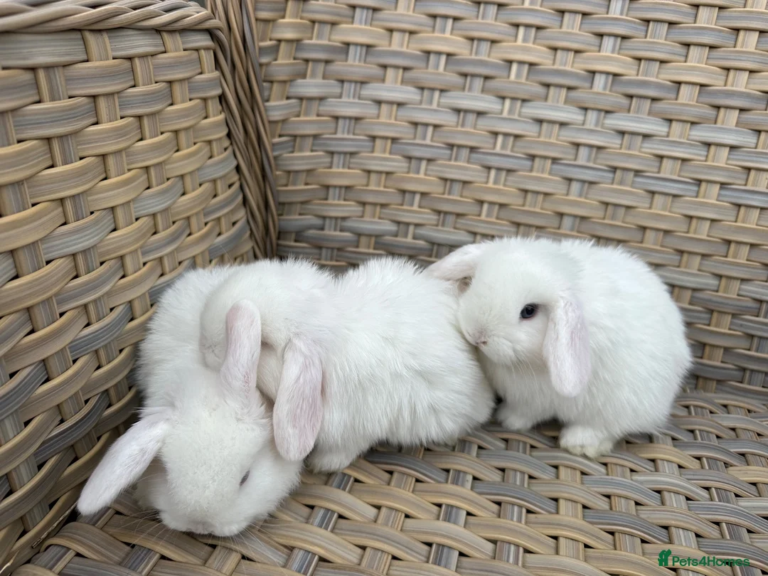 Mini Lop rabbits for sale: Blue eyed white mini lops. - Advert 11