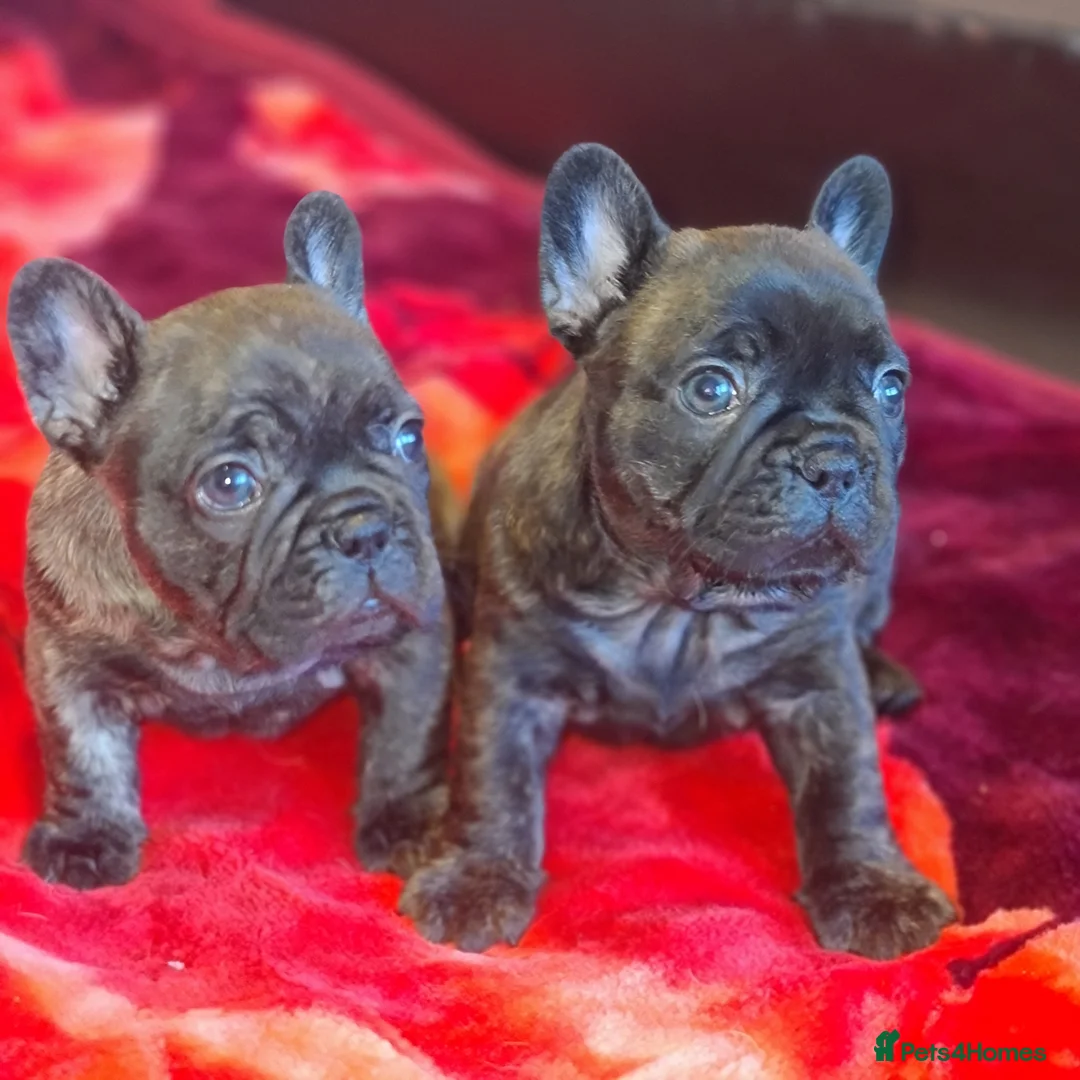 French Bulldog dogs for sale: French Bulldog puppies - Advert 1