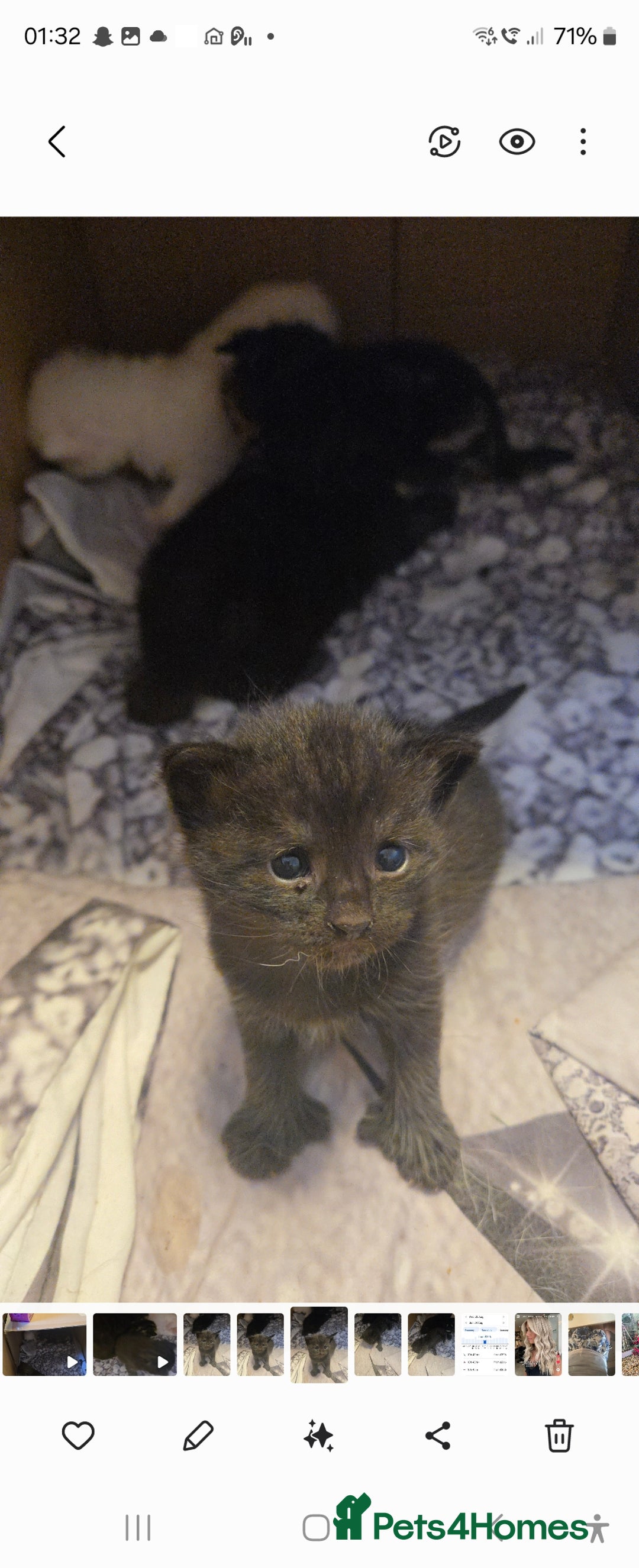Turkish Angora cats for sale: Polydactyl male Turkish angora kittens - Image 1
