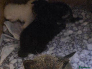 Turkish Angora cats - Advert 5