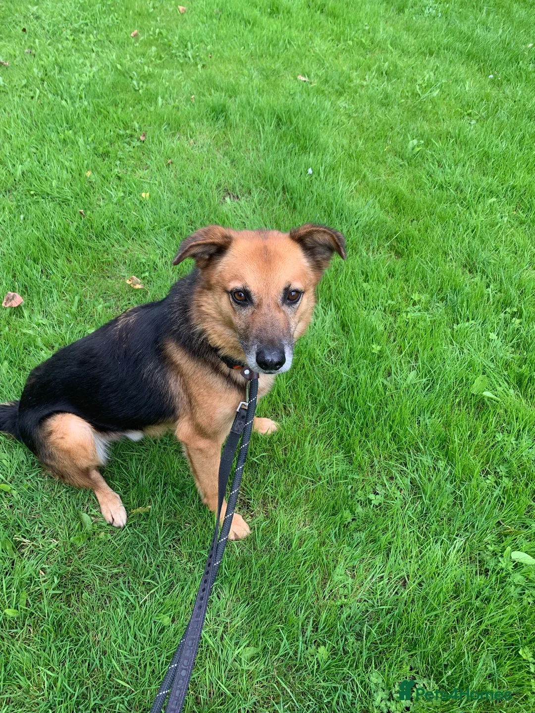 Mixed Breed dogs for adoption: Meet Star, currently residing in Cheshire  in Nantwich - Advert 11