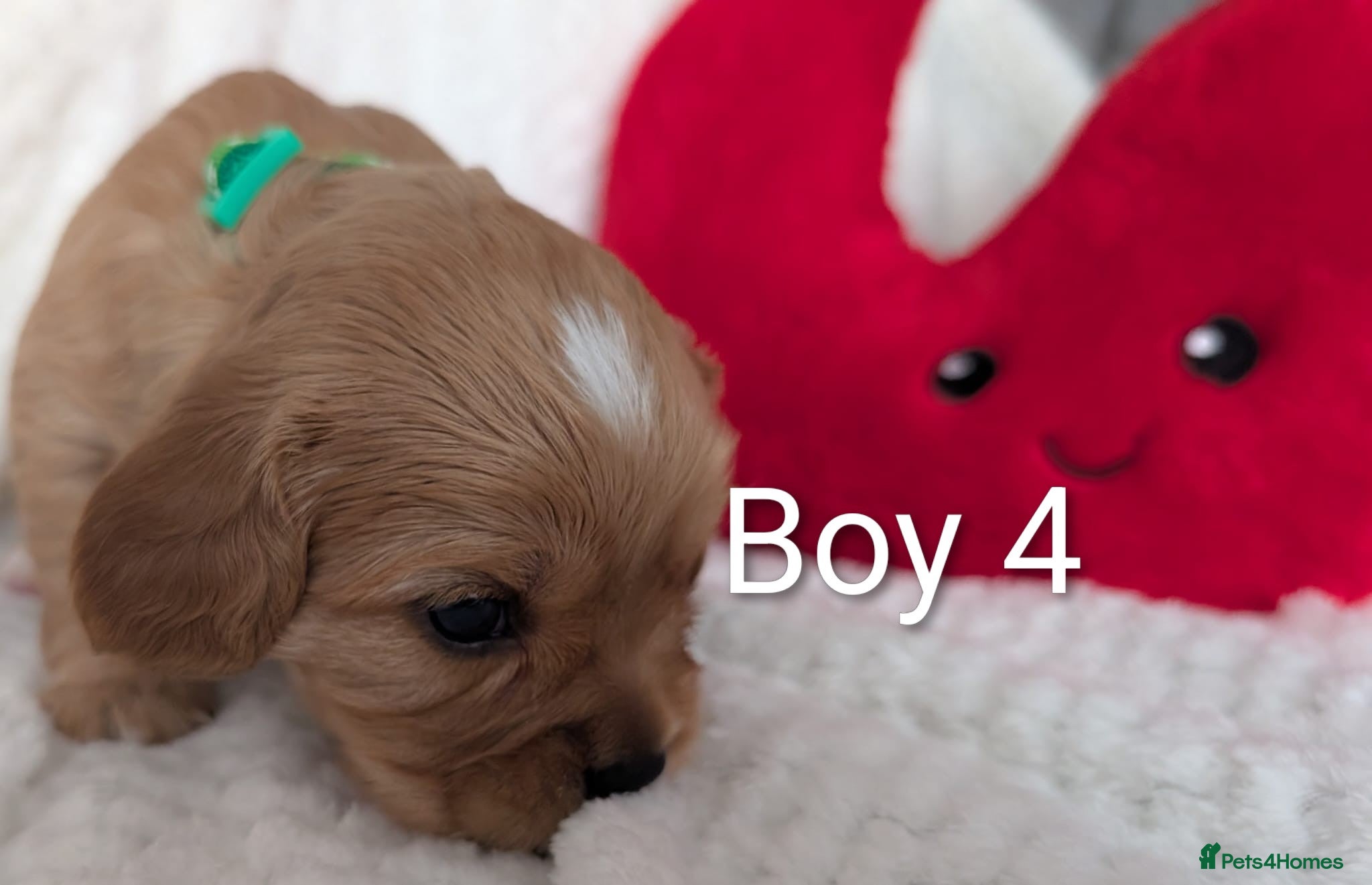 Cavalier King Charles Spaniel dogs for sale: Cavalier King Charles Stunning Puppies! in Aldershot - Advert 11