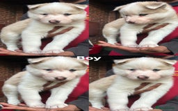 Siberian Husky dogs for sale: Siberian husky puppies  - Image 23