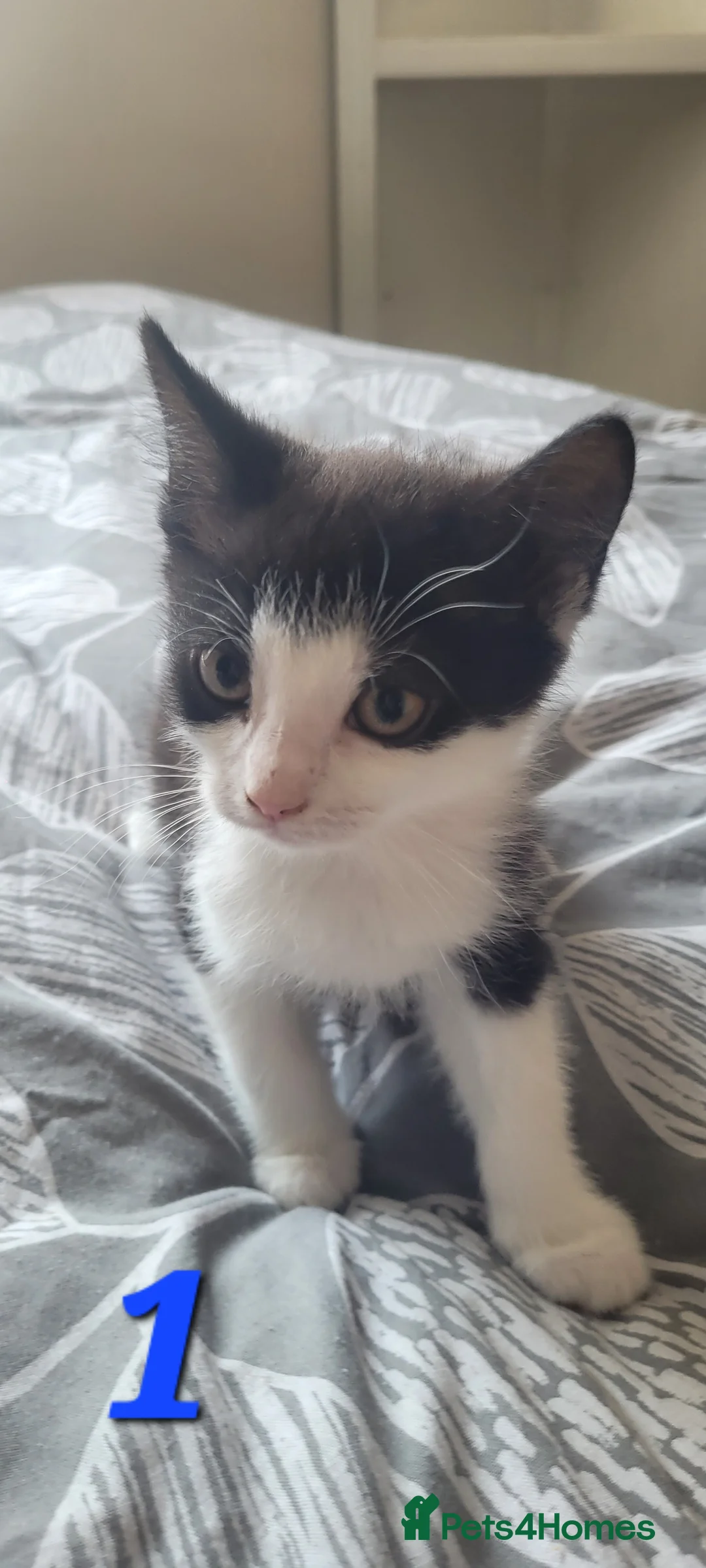 British Shorthair cats for sale: Lovely kittens  - Advert 1