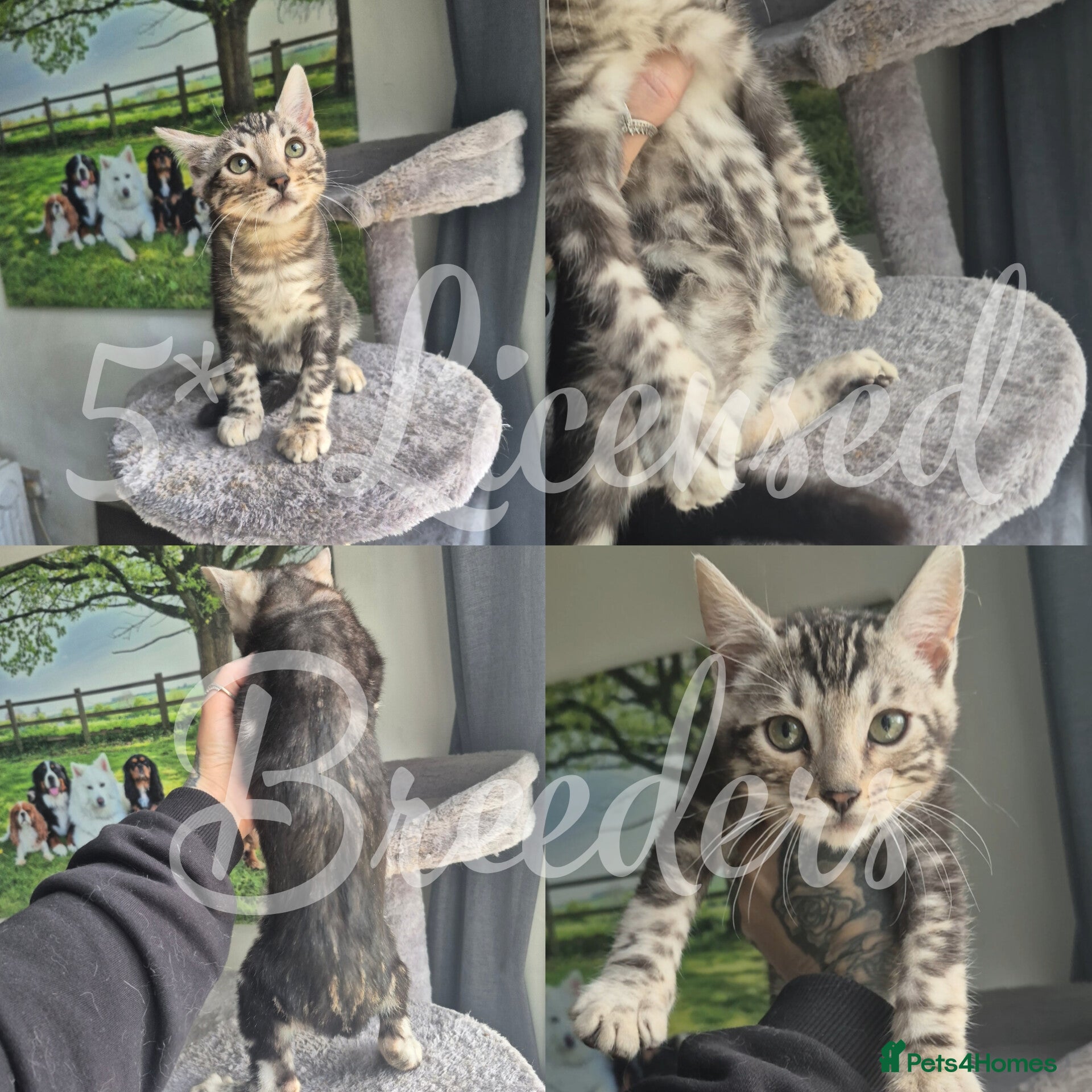 Bengal cats Pure TICA Boy Bengal Ready Now 🤍 - Advert 15