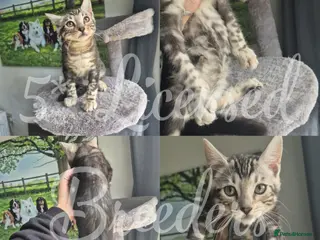 Bengal cats Pure TICA Boy Bengal Ready Now 🤍 - Advert 15