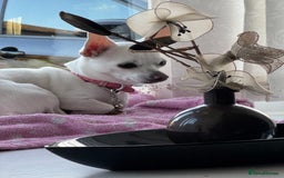 Chihuahua dogs for sale: For sale  - Image 9