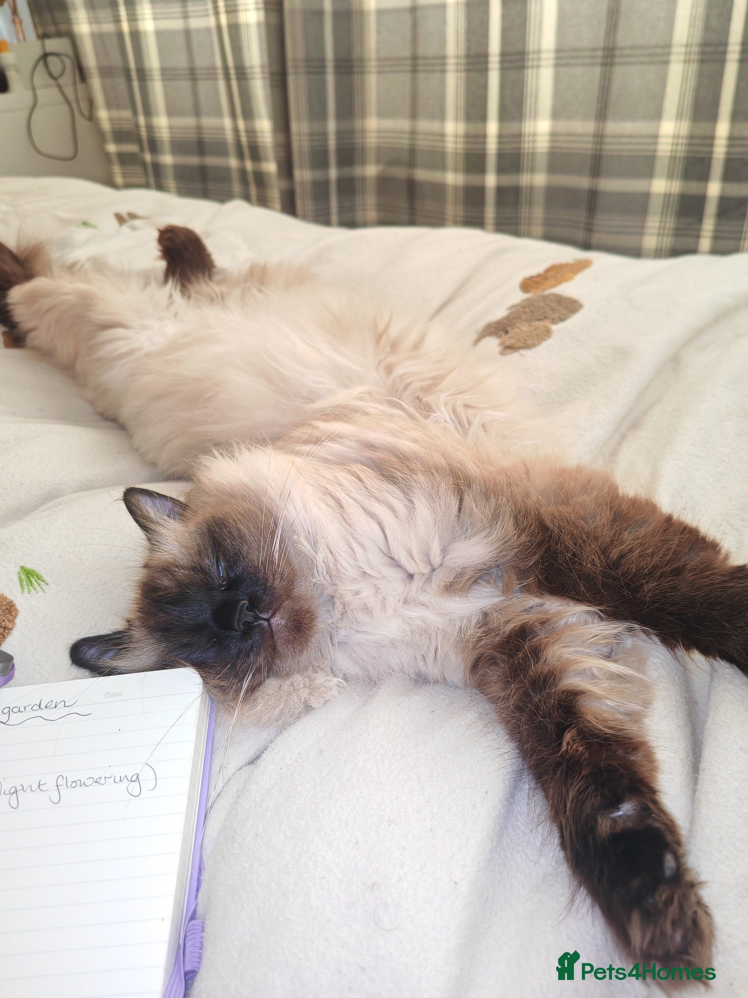 Mixed Breed cats Ragdoll crosses  - Advert 2