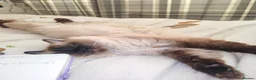 Mixed Breed cats for sale: Ragdoll crosses  - Advert 1