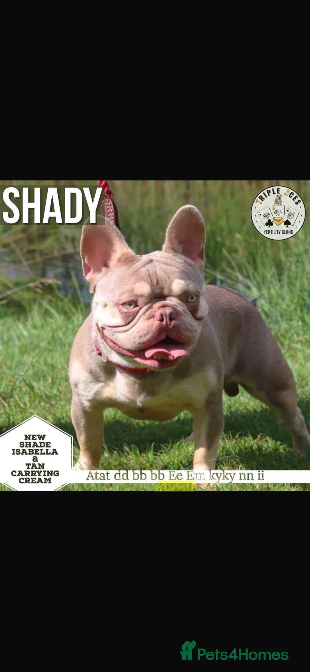 French Bulldog dogs for sale: K C registered beautiful French bulldogs  - Advert 3