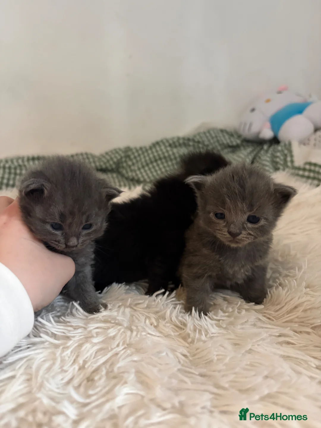 British Longhair cats for sale: Adorable Kittens Looking for Loving Homes 🐾 in Thetford - Advert 2