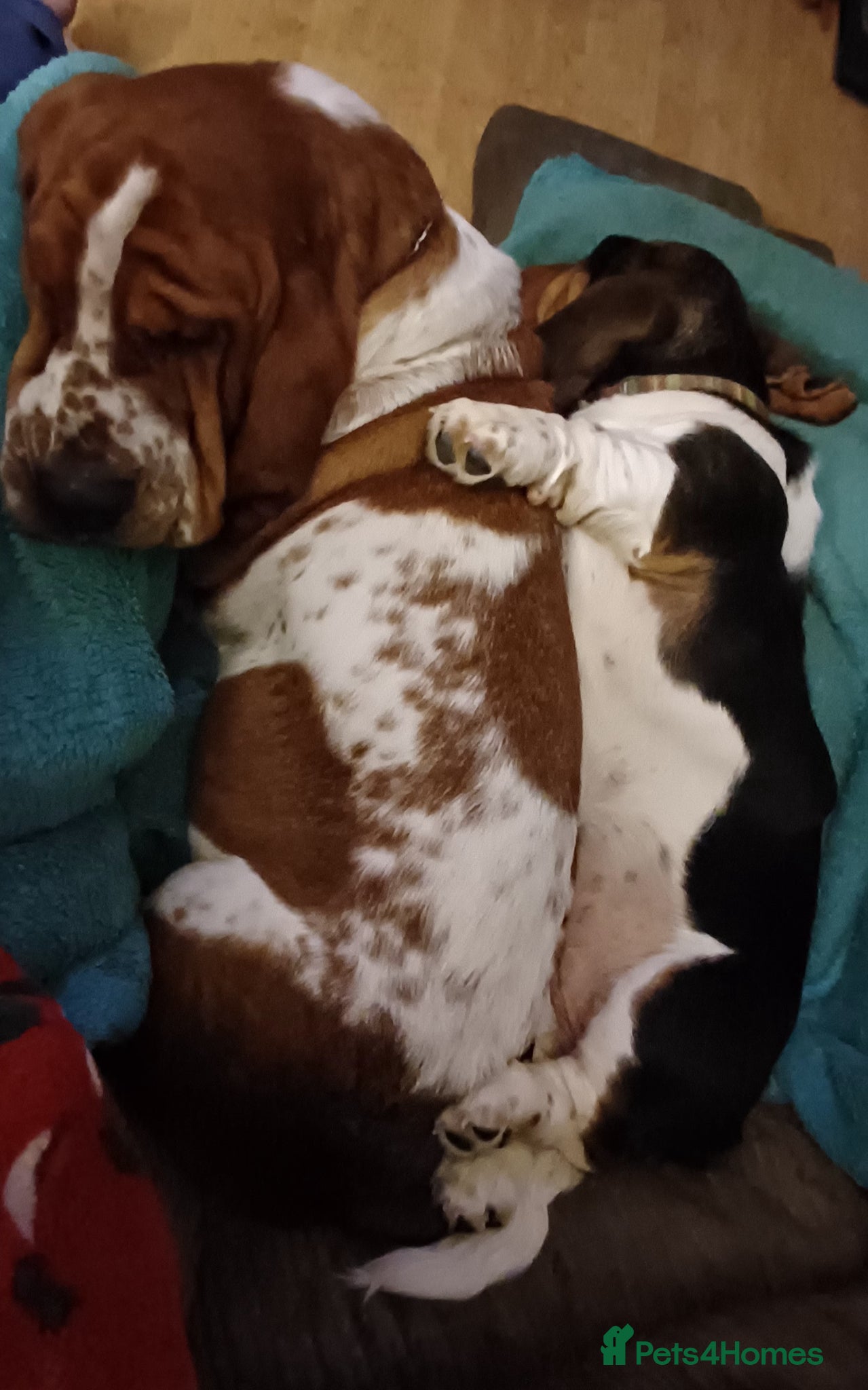 Basset Hound dogs LITTER DUE SOON - Advert 8
