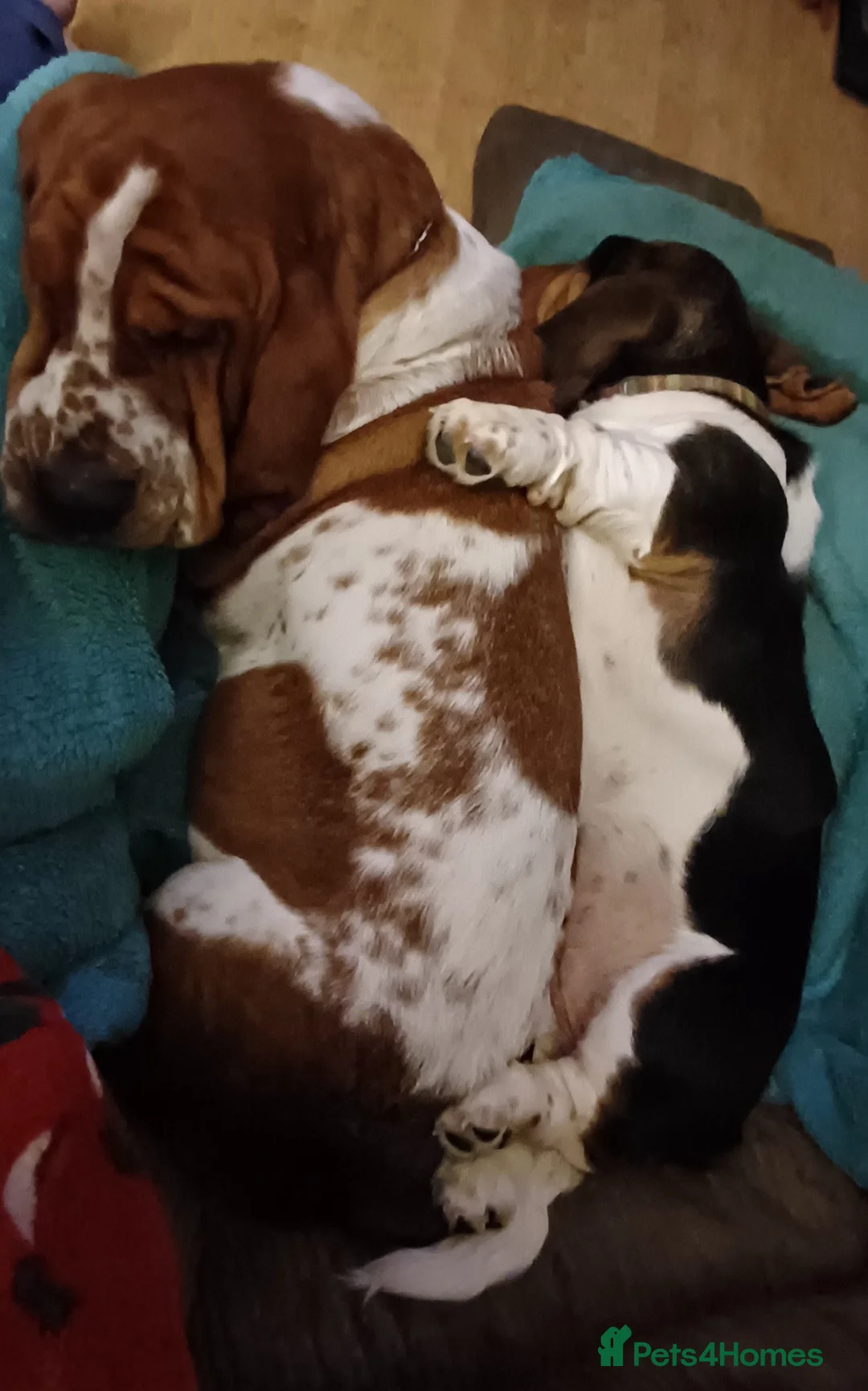 Basset Hound dogs for sale: LITTER DUE SOON in Abertillery - Advert 1