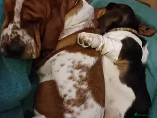 Basset Hound dogs LITTER DUE SOON - Advert 2