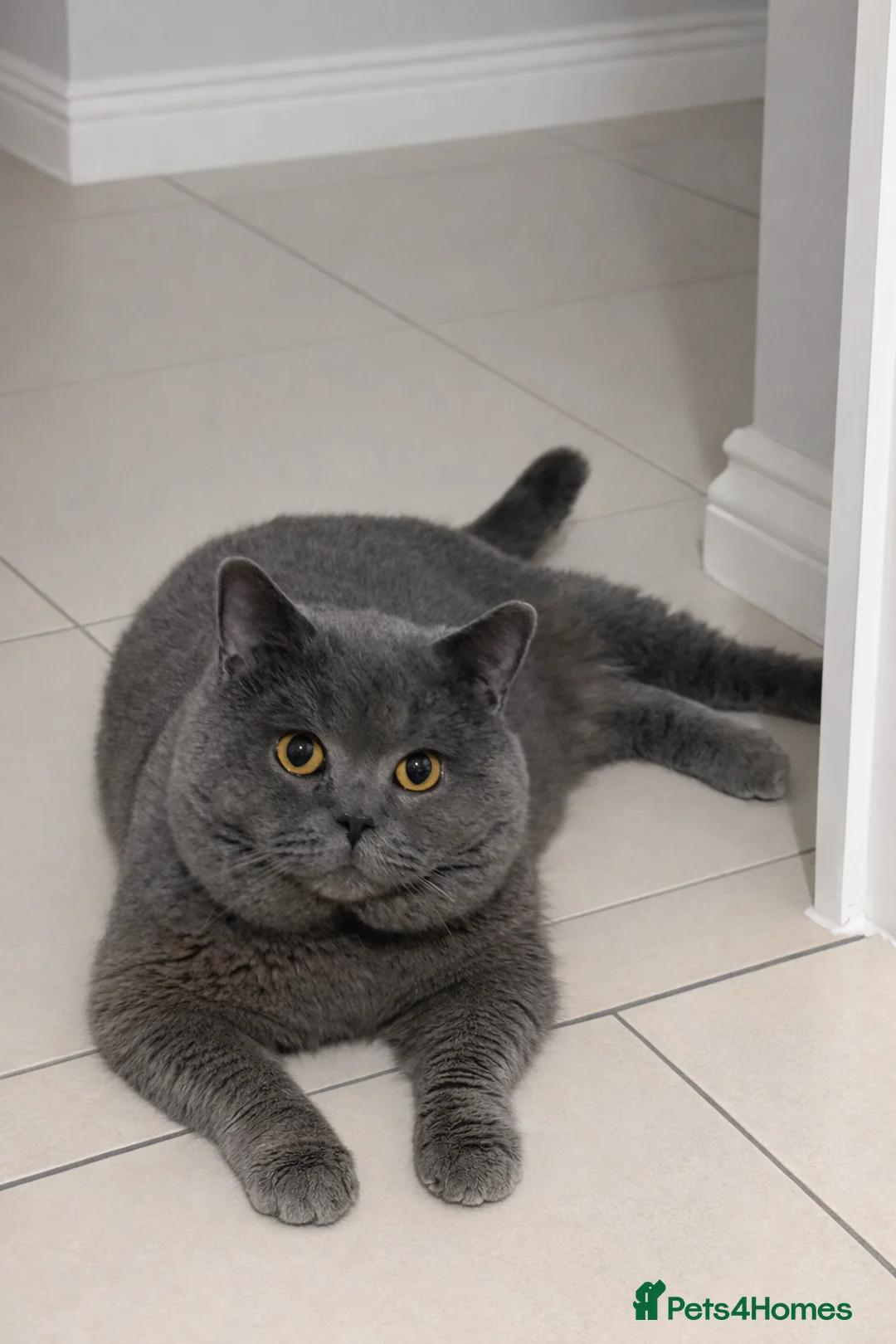 British Shorthair cats for stud: Blue GCCF BSH Stud - Advert 2