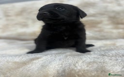 Labrador Retriever dogs for sale: 8 Kennel club reg  health tested chunky Labradors  - Image 35