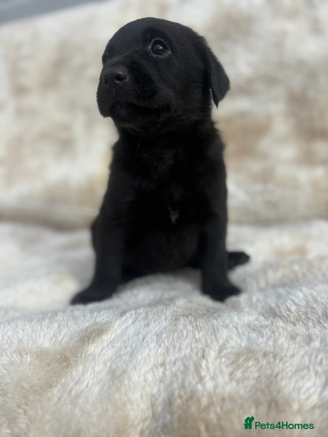 Labrador Retriever dogs for sale: 8 Kennel club reg  health tested chunky Labradors  - Image 35