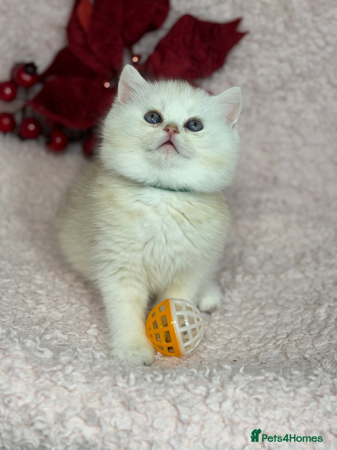 British Shorthair cats for sale: Adorable British shh golden kittens GCCF  - Advert 12