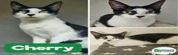 Mixed Breed cats for adoption: Cherry in Liverpool - Advert 1