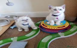 Ragamese cats for sale: 🐾💎Ragdoll X Siamese (Ragamese) Kittens💎🐾 - Image 1