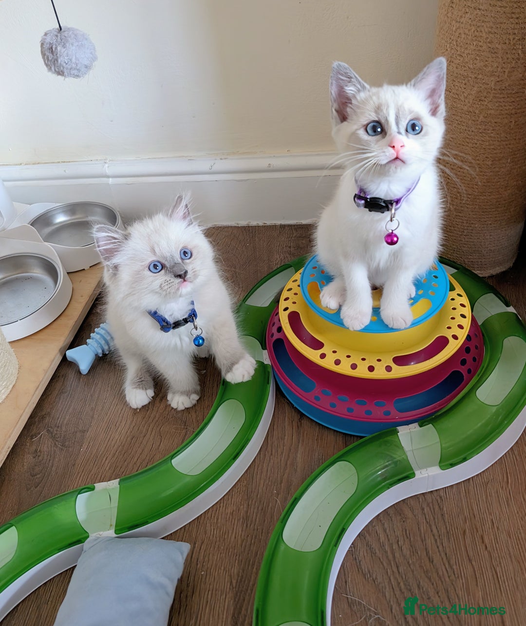 Ragamese cats for sale: 🐾💎Ragdoll X Siamese (Ragamese) Kittens💎🐾 - Image 1