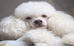 Miniature Poodle dogs for stud: KC miniature poodle, phantom and parti carrier  in Bolton - Image 1