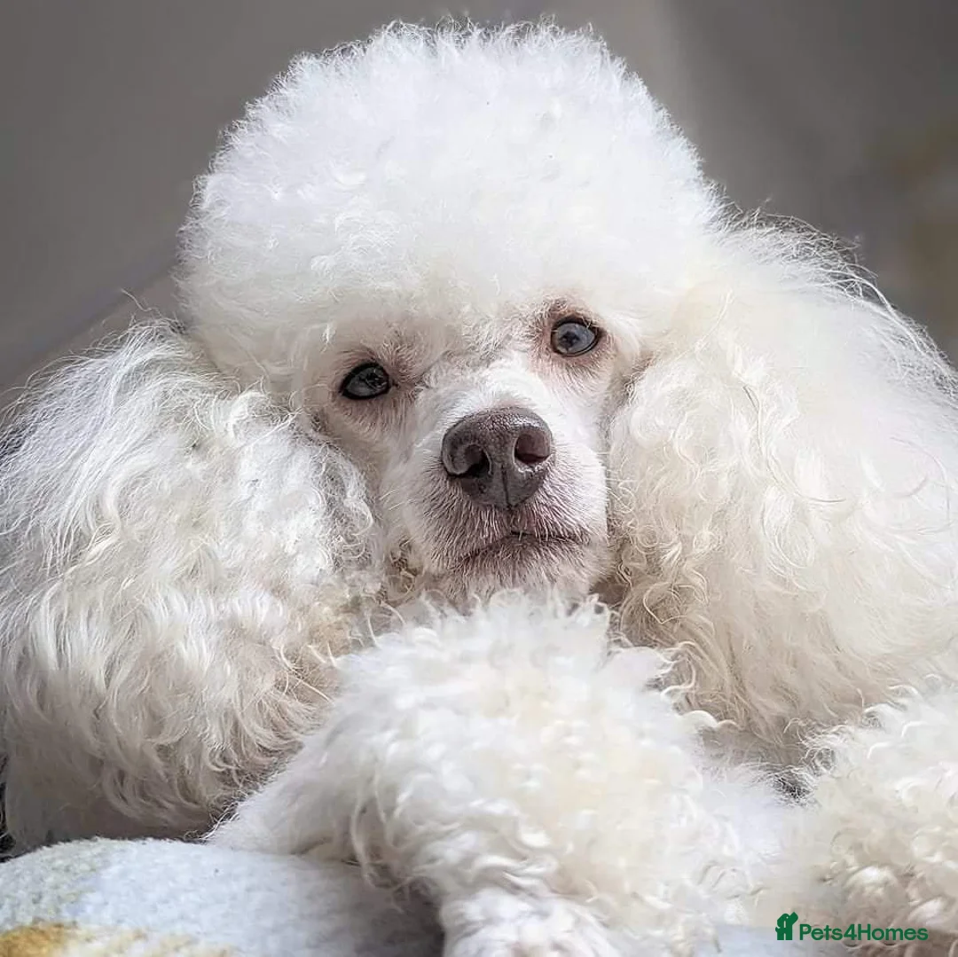 Miniature Poodle dogs for stud: KC miniature poodle, phantom and parti carrier  in Bolton - Advert 1