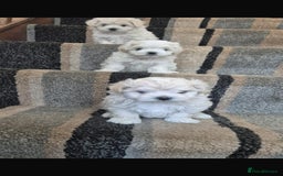 Maltese dogs for stud: Prince Lucky available for Stud in Rochdale - Image 4
